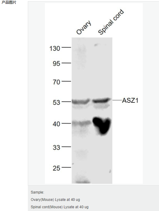 60585866954aa.png image.png