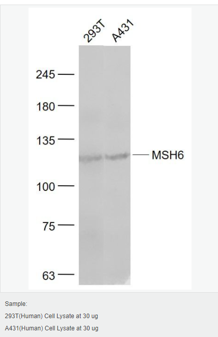 605d9323cdb1e.png image.png