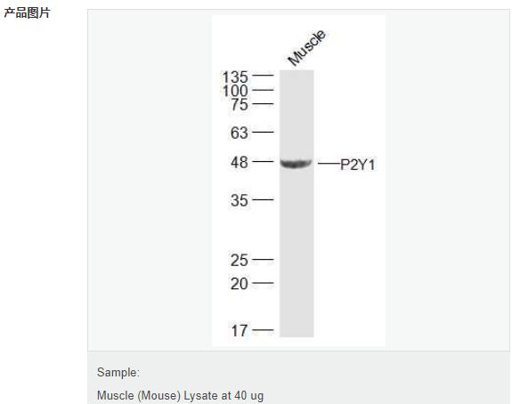 6077f86489182.png image.png